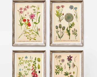 Vintage Print Set of 4 Wild Flowers Plants Poster Botanical Wall Decoration Cottagecore Flower Lexicon Wall Decoration Floral Illustration