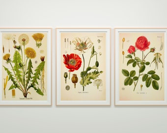 Vintage Print 3er Set Pusteblume Mohn Rose Löwenzahn Mohnblume Blumen Köhler Poster florale Illustrationen Wanddekoration Wandschmuck