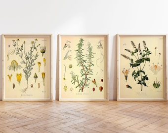 Vintage print 3-delige set posters van medicinale planten en kruiden, kruiden, medicinale planten, specerijen, wanddecoratie, botanische illustratie