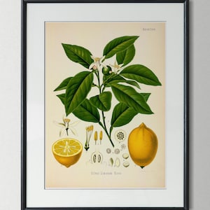 Vintage Print Lemon Plant Poster Botanical Illustration Kitchen Lemon Plant Wall Decor Kitchen Poster Gift Idea