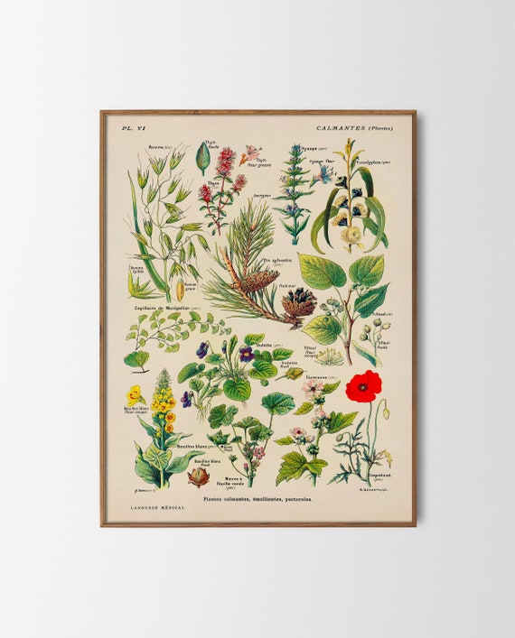 Erbe E Piante Officinali: I Rimedi Naturali Per Tutti Gli Organi - Guida Completa - Foto 10