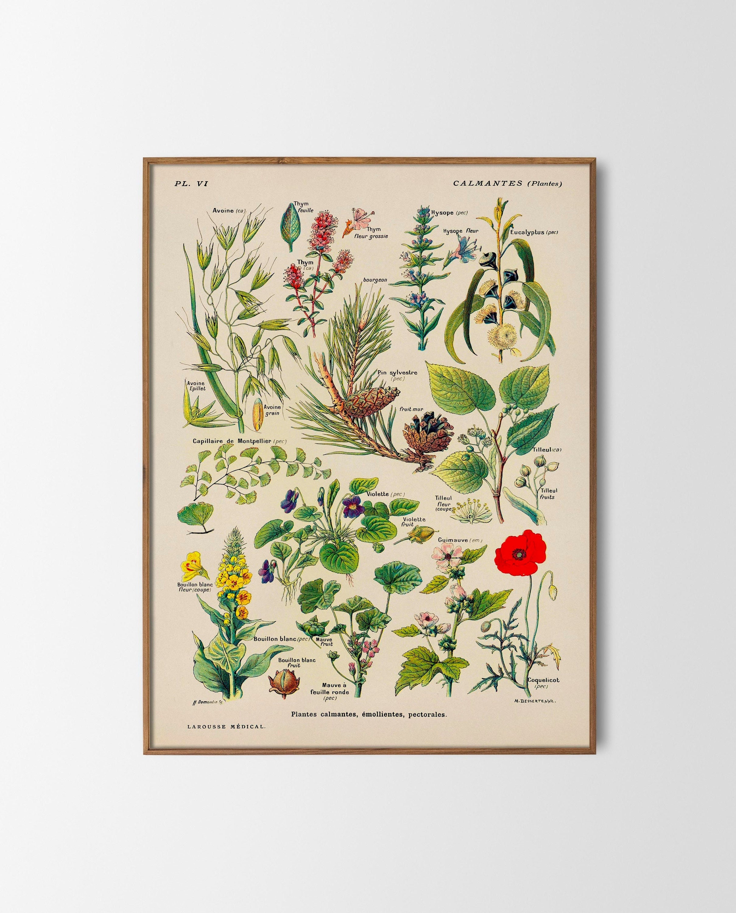 ヴィンテージポスター、心を落ち着かせる植物のプリント、植物画、装飾
