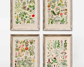 Botanical Prints Set of 4 Vintage Print Plants Calming Digestives Dangereuses Botanical Illustration Kitchen Wall Decor