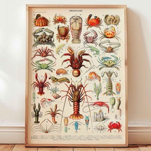 Vintage Print Crustaceans French Vintage Poster Crustaces Poster Wall Decoration Lobster Crabs Adolphe Millot maritime wall decoration