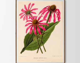 Vintage Print Echinacea Pflanze Poster Sonnenhut Wanddekoration florale botanische Illustration Lexikon Wandschmuck Bild Geschenkidee