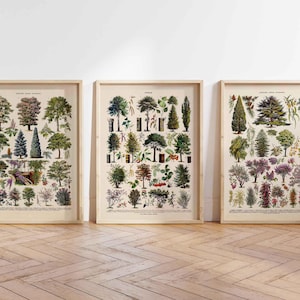 3er Set Vintage Print Bäume Chart Arbres Jardins Lexikon botanische Wall Art Larousse Nature Wanddekoration Adolphe Millot Wandschmuck Bild
