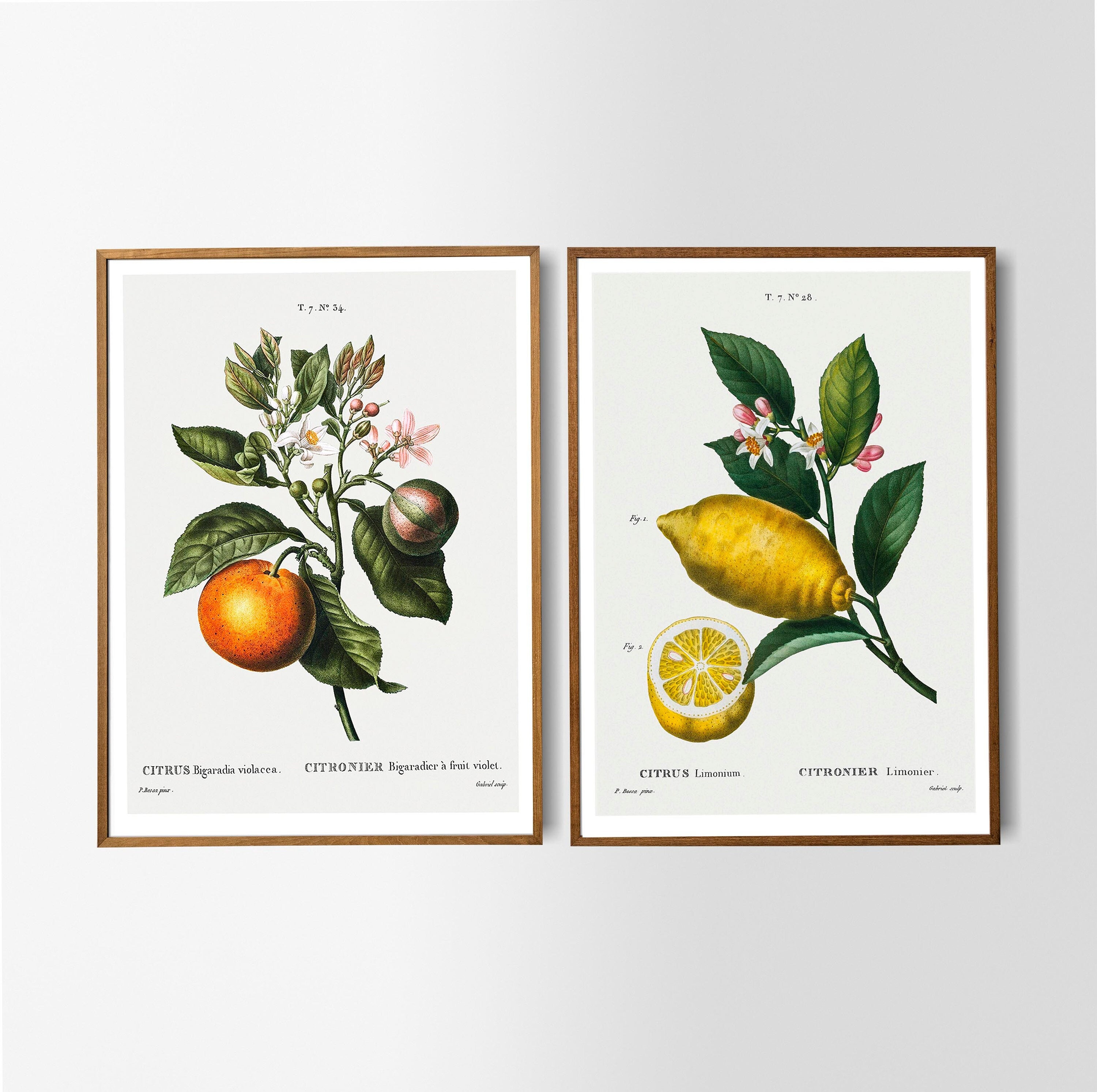 Vintage Print Set of 2 Orange Lemon Poster Botanical