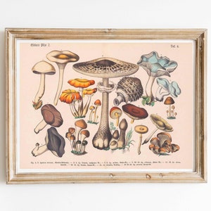 Vintage Print Edible Mushrooms Poster Wall Decor Antique German Illustration Mushrooms Lexicon Cottagecore Wall Decoration Lanhuaus Gift Idea