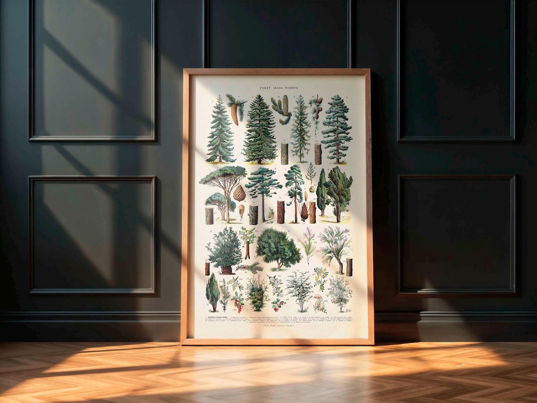 Vintage Print Forest Trees Vintage Botanical Poster Trees Arbres Art ...