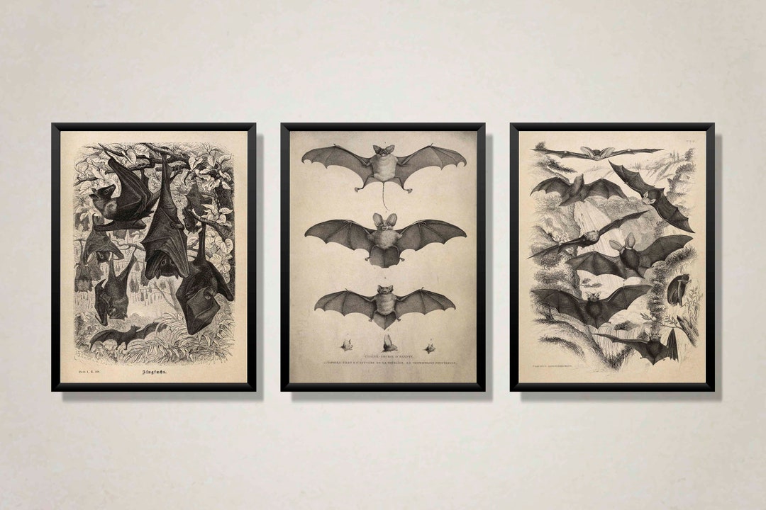 intricate prints showcase at bat print studio social... Set of 3 Vintage Prints Bats Poster Vintage Wall Art Halloween Gothic ...
