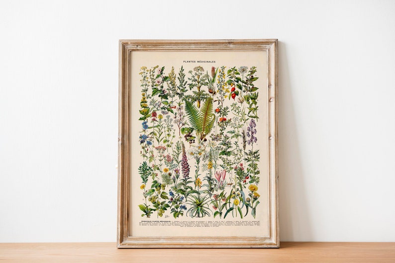Vintage Print medizinische Pflanzen Blumen Poster florale botanische Illustration französischer Lexikon Wanddekoration Wandschmuck Botanik Bild 1
