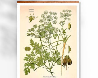 Vintage Poster Parsley Print Kitchen Herbs Wall Decoration Kitchen Poster Reproduction Antique Botanical Illustration Kitchen Wall Decoration