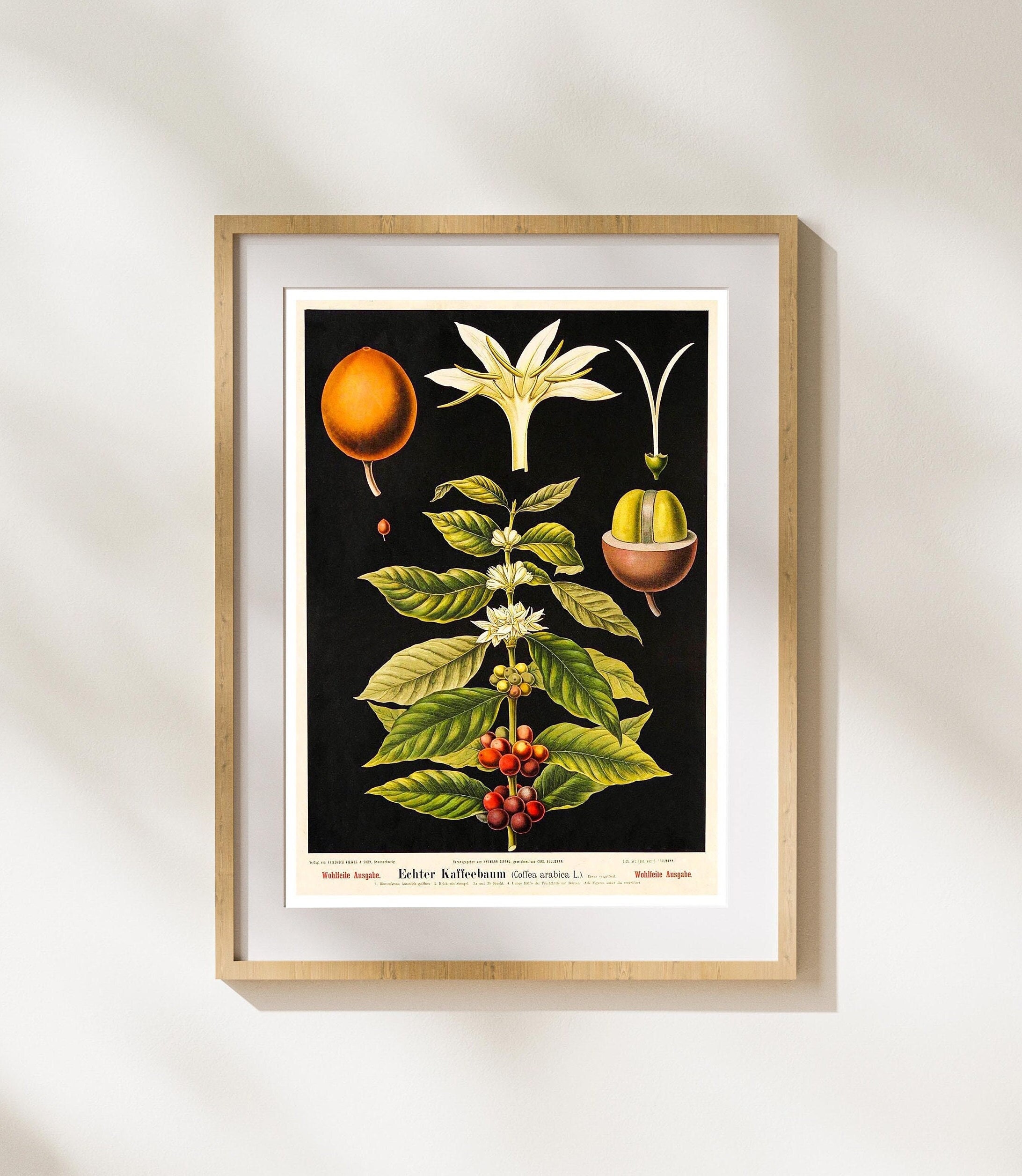 Vintage Print Coffee Plant Retro Poster Coffea Arabica Old Teaching Board Botanique Illustration Mur