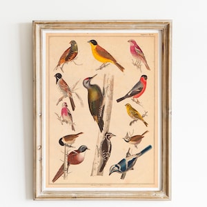 Uccelli Poster di uccelli Illustrazione vintage Stampa Lexicon Uccelli Specie diverse Immagine Decorazione da parete Stampa Idea regalo