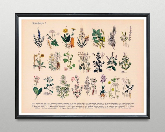 rhododendron cunningham white Buy Rhododendron 'Cunningham White' White Blooms — Mr Maple │ Buy Japanese  Maple Trees main image 1
