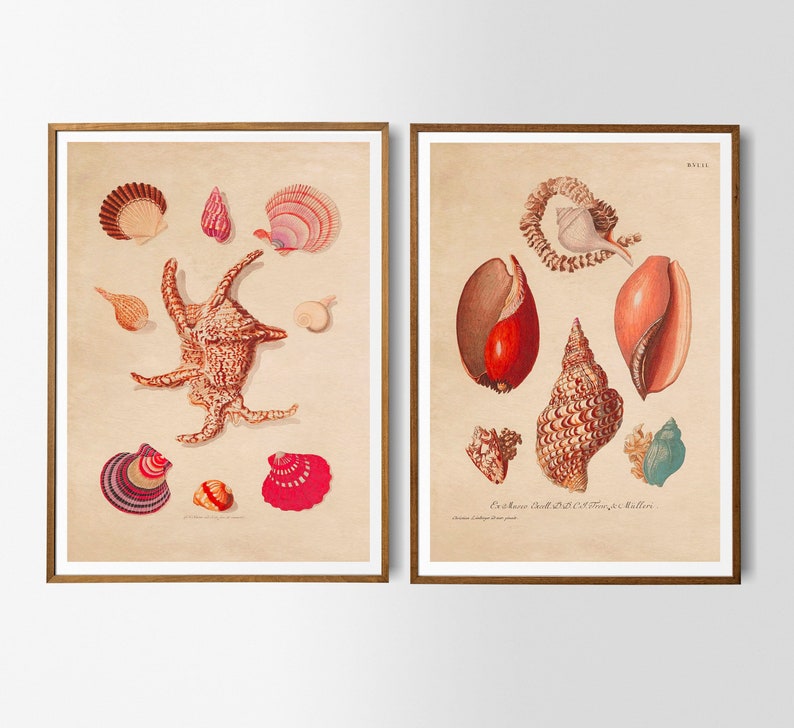 Vintage Poster Set of 2 Shells Retro Illustration Print Wall Decoration ...