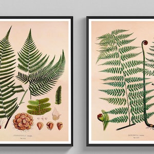 Botany Print Set of 2 Fern Illustration Plant Prints Vintage Poster Art Print Botanical Wall Decoration Gift Idea Wall Decoration