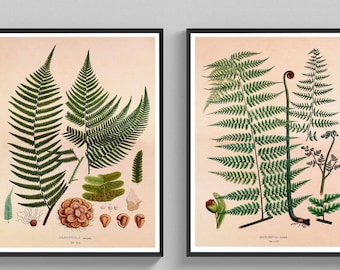 Conjunto de 2 peças com ilustrações botânicas de samambaias, pôsteres vintage, arte decorativa para parede, ideia de presente.