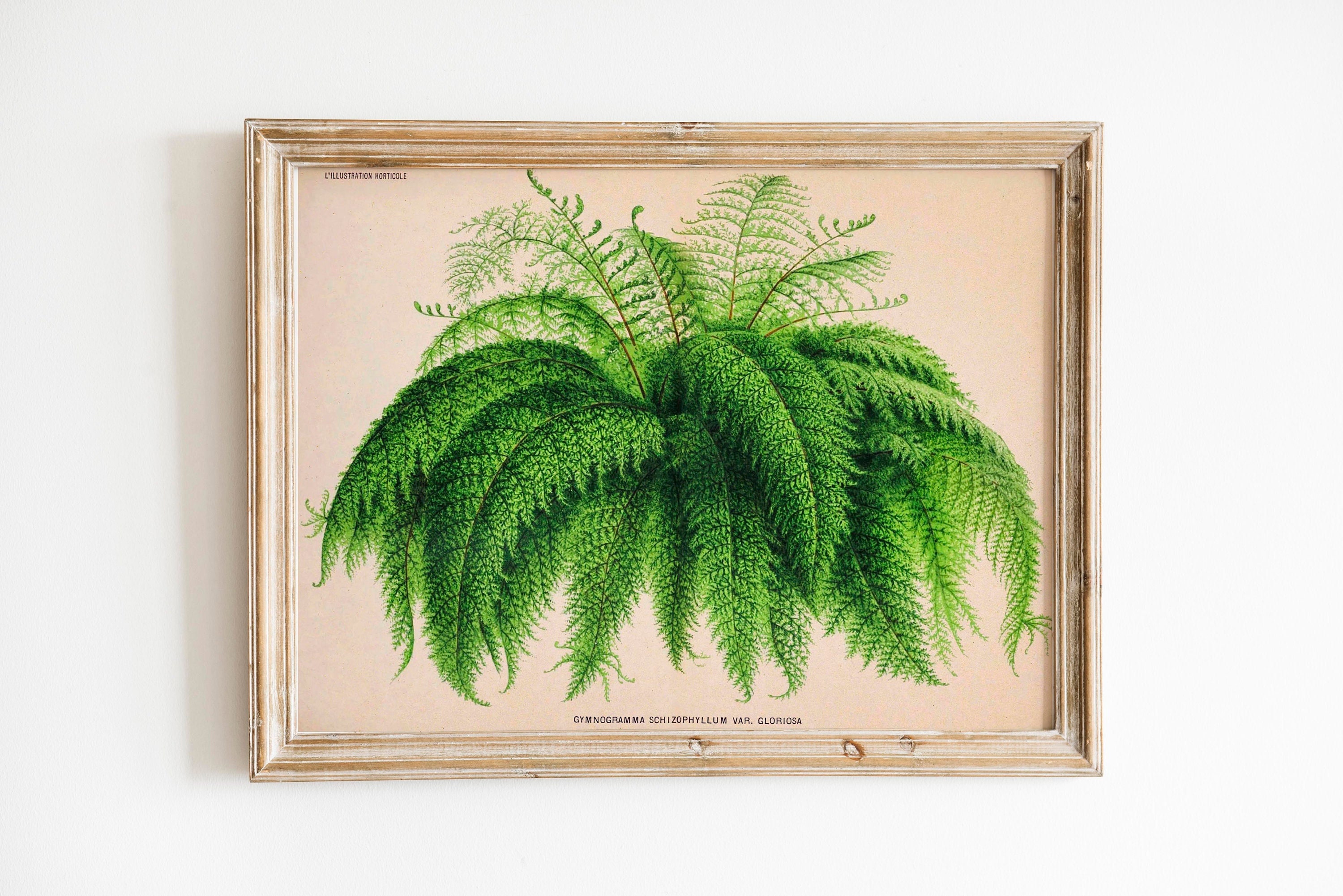 botanische Geschenkidee Print Pflanze Wandschmuck Botanik Illustration Gloriosa Kunstdruck botanical Farn Vintage Poster Farn Wanddekoration