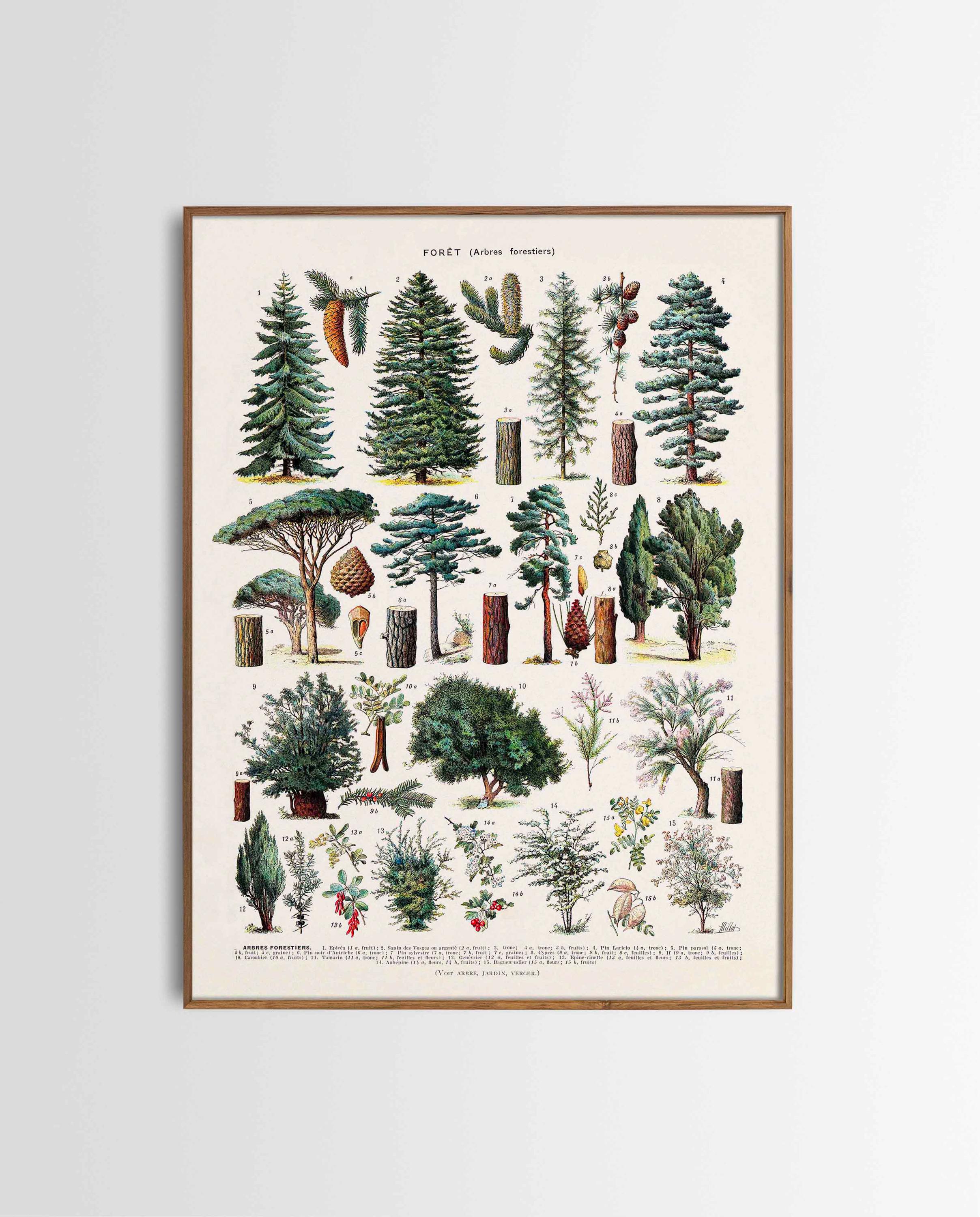Vintage Print Forest Trees Vintage Botanical Poster Trees Arbres Art Print Forest Forestry Trees & Conifers Country House Wall Decoration Antique Decor