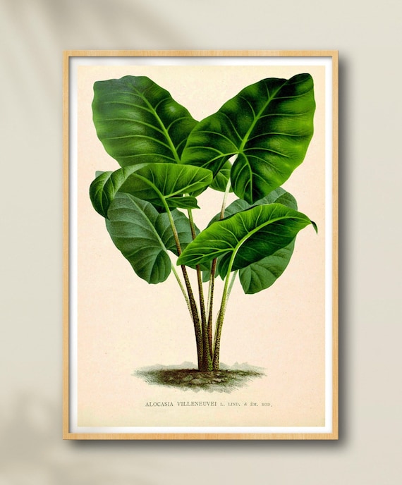 what is hedera Hedera helix 'Wonder' main image 1