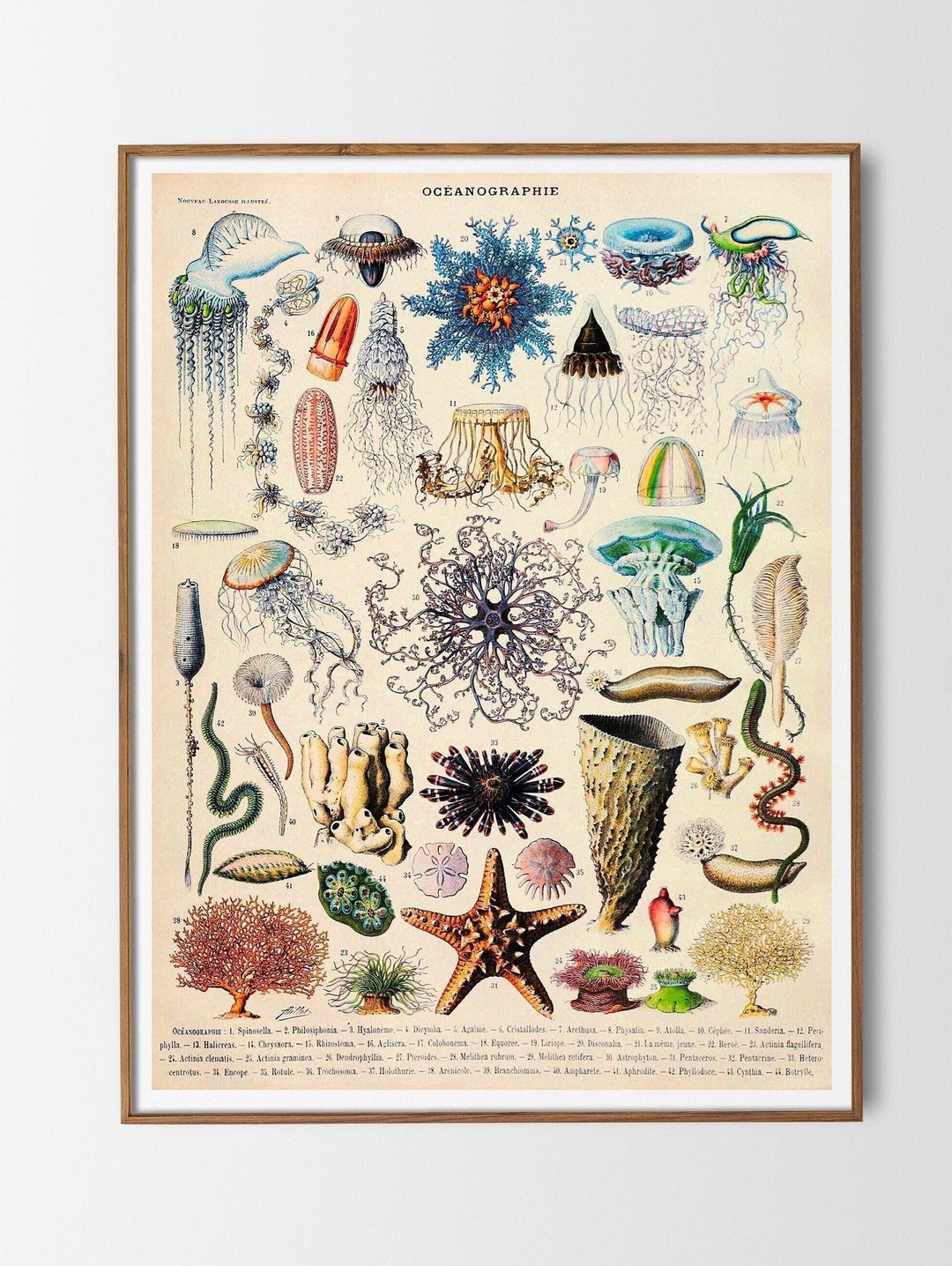 Vintage Print Oceanography Poster French Vintage Adolphe Millot Wall ...