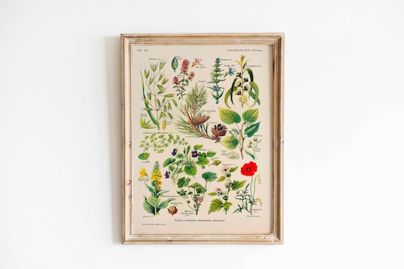 ヴィンテージポスター、心を落ち着かせる植物のプリント、植物画、装飾