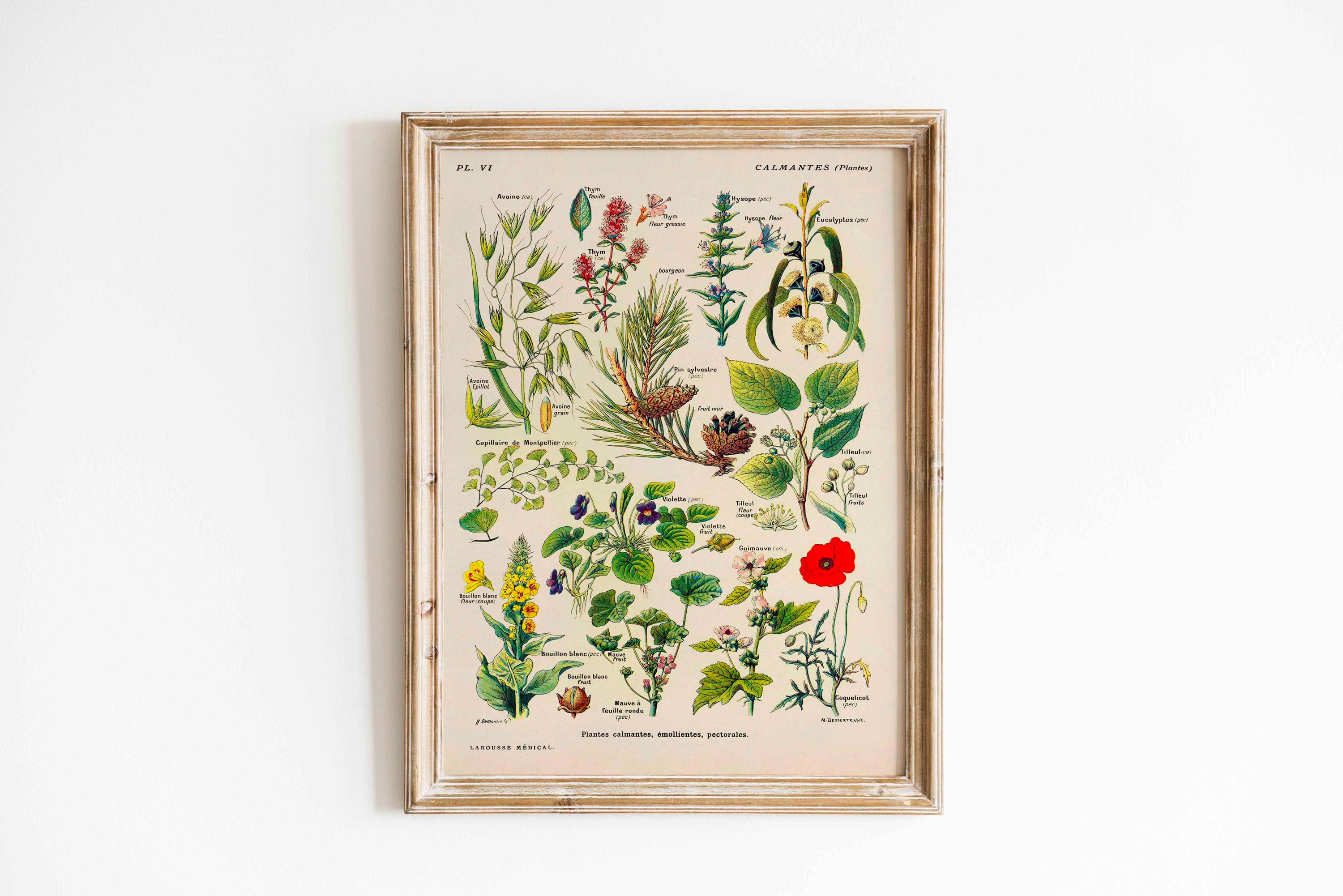 ヴィンテージポスター、心を落ち着かせる植物のプリント、植物画、装飾