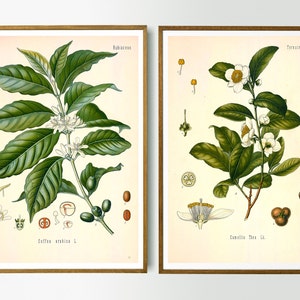 Vintage Print Set of 2 Tea and Coffee Plant Köhler&#39;s medicinal Plants Wall Decoration Botanical Illustration Wall Decoration Wall Art Botany