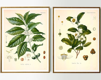Vintage Print 2-Piece Set Tea and Coffee Plant Köhler's Medicinal Plants Wall Decoration Botanical Illustration Wall Art Botany