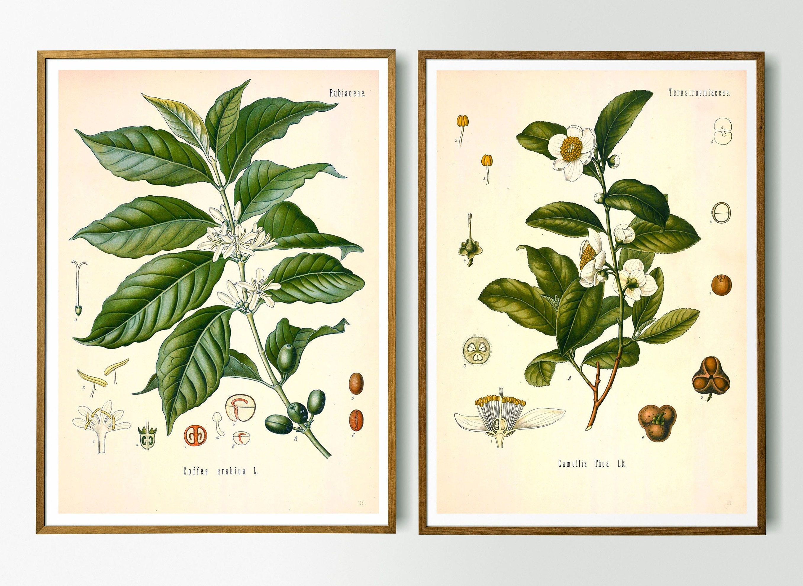 Vintage Print Set of 2 Tea and Coffee Plant Köhler's Medicinal Plants Wall Decoration Botanical Illustration Wall Decoration Wall Art Botany