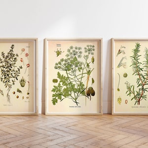 Vintage Print Set of 3 Plants Kitchen Herbs Poster Herbs Medicinal Plants Medicinal Herbs Spices Wall Decoration Botanical Illustration