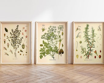 Vintage print 3-delige set: planten, keukenkruiden, poster, kruiden, medicinale planten, specerijen, wanddecoratie, botanische illustratie