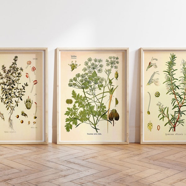 Vintage Print 3er Set Pflanzen Küchenkräuter Poster Kräuter Heilpflanzen Heilkräuter Gewürze Wanddekoration botanische Illustration