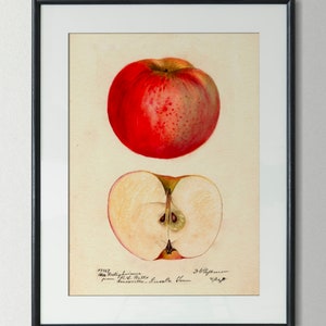 Poster vintage mela illustrazione retrò stampa vintage frutta cucina decorazione da parete casa di campagna antica arte da parete decorazione da parete enciclopedia idea regalo