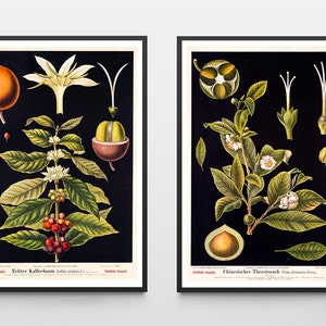 Vintage Print 2er Set Tee und Kaffee Pflanze Retro Poster Chinesischer Teestrauch alte Lehrtafel botanische Illustration Wanddekoration