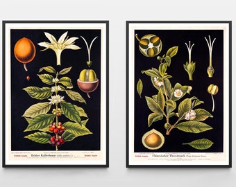 Vintage Print 2er Set Tee und Kaffee Pflanze Retro Poster Chinesischer Teestrauch alte Lehrtafel botanische Illustration Wanddekoration