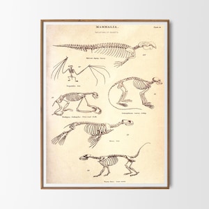 Vintage Print Skeletons of Beasts Poster Print Skeletons of Animals Picture Wall Decoration Scientific Illustration Picture Wall Decoration