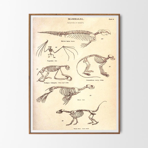 Vintage Print Skeletons of Beasts Poster Druck Skeletten von Tieren Bild Wanddekoration wissenschaftliche Illustration Bild Wandschmuck