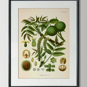 Vintage poster botanical print walnut antique wall decoration picture botany kitchen kitchen poster decor wall art gift idea wall decoration