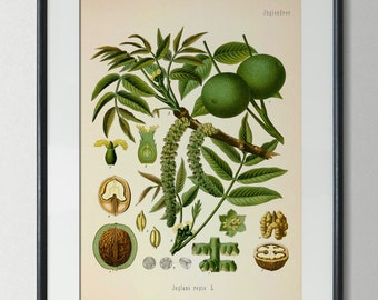 Vintage poster botanical print walnut antique wall decoration picture botany kitchen kitchen poster decor wall art gift idea wall decoration