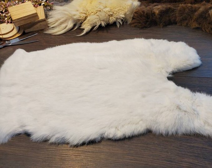 Eastern Cottentail Hare Rabbit Hide for sale SKU 1620 - All Taxidermy Eastern Cottentail Hare Rabbit Hide for sale SKU 1620 - All Taxidermy
