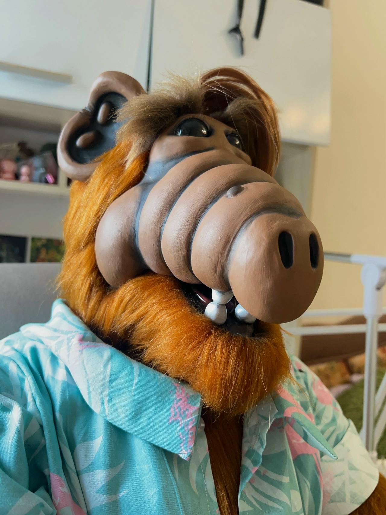 ALF PLUSHDOLL90→8€ ALF PLUSHDOLL90→8€ ALF PLUSHDOLL90→8€ Toy