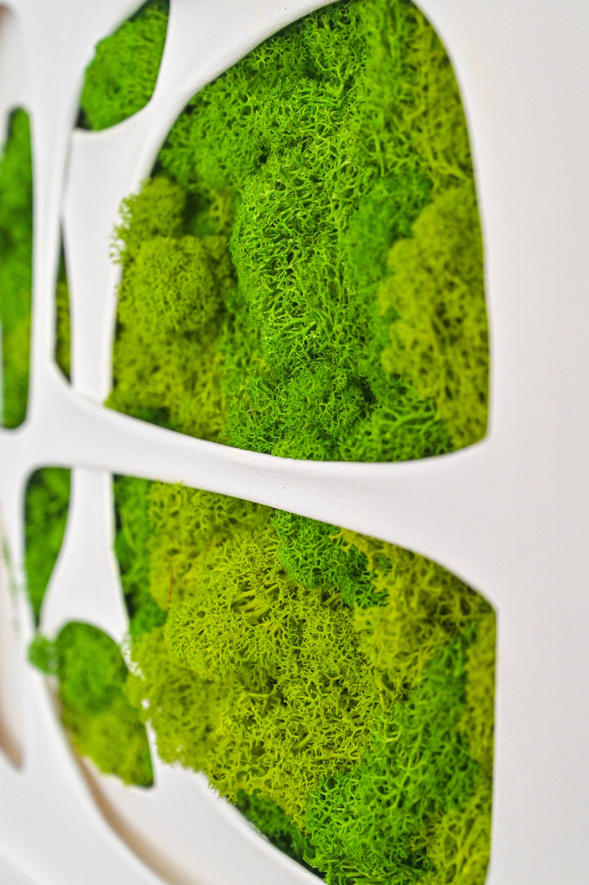Green Moss Art 3D on Canvas, Moss Wall Art, Moss Painting, Preserved