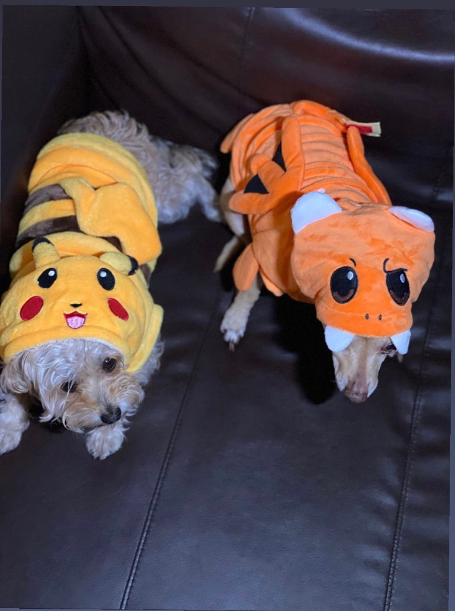Charizard Dog Costume Pokémon Outfit for Pets Anime Dog Etsy