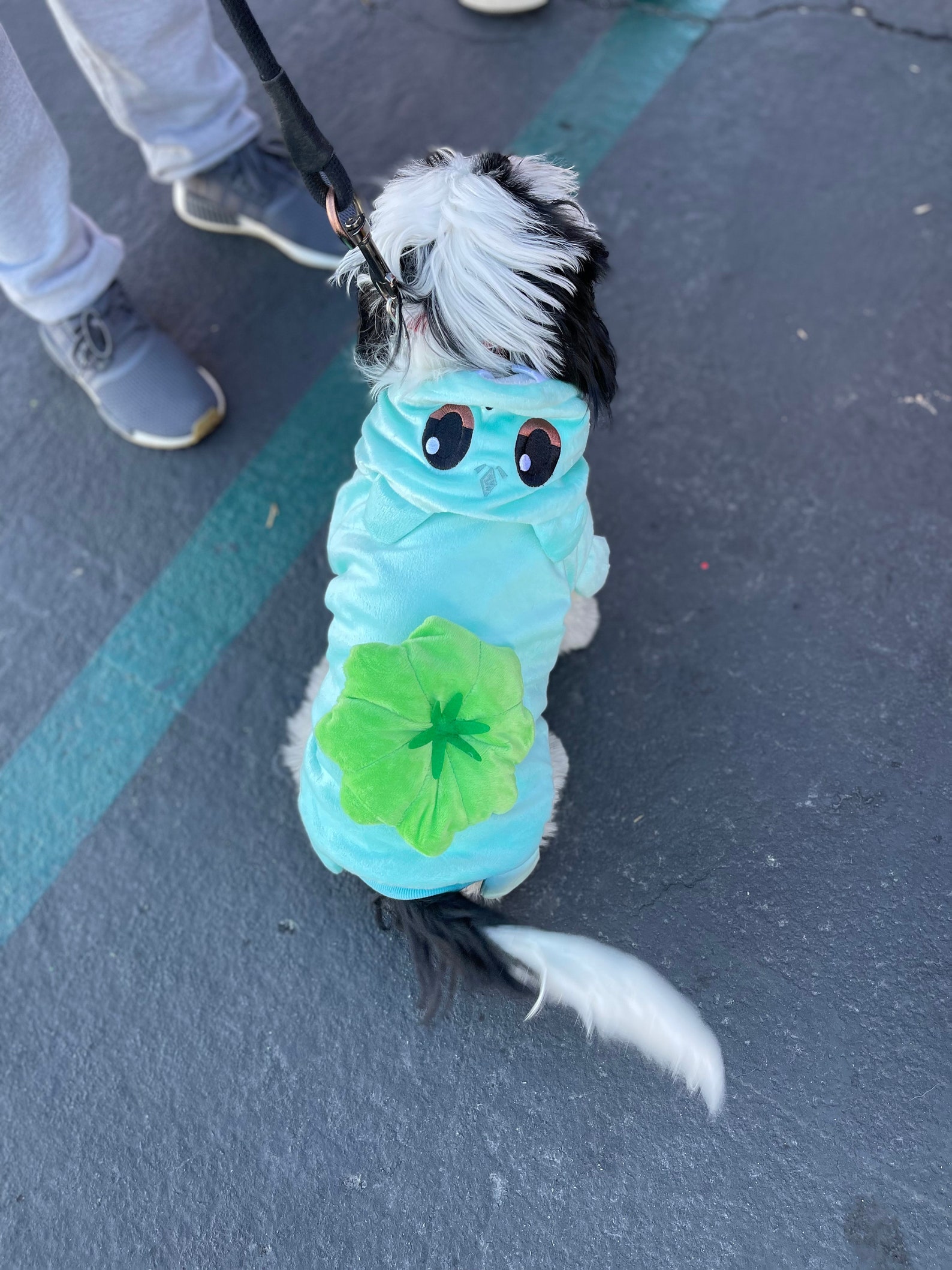 Bulbasaur Dog Costume Pokémon Outfit for Pets Anime Dog Etsy Canada
