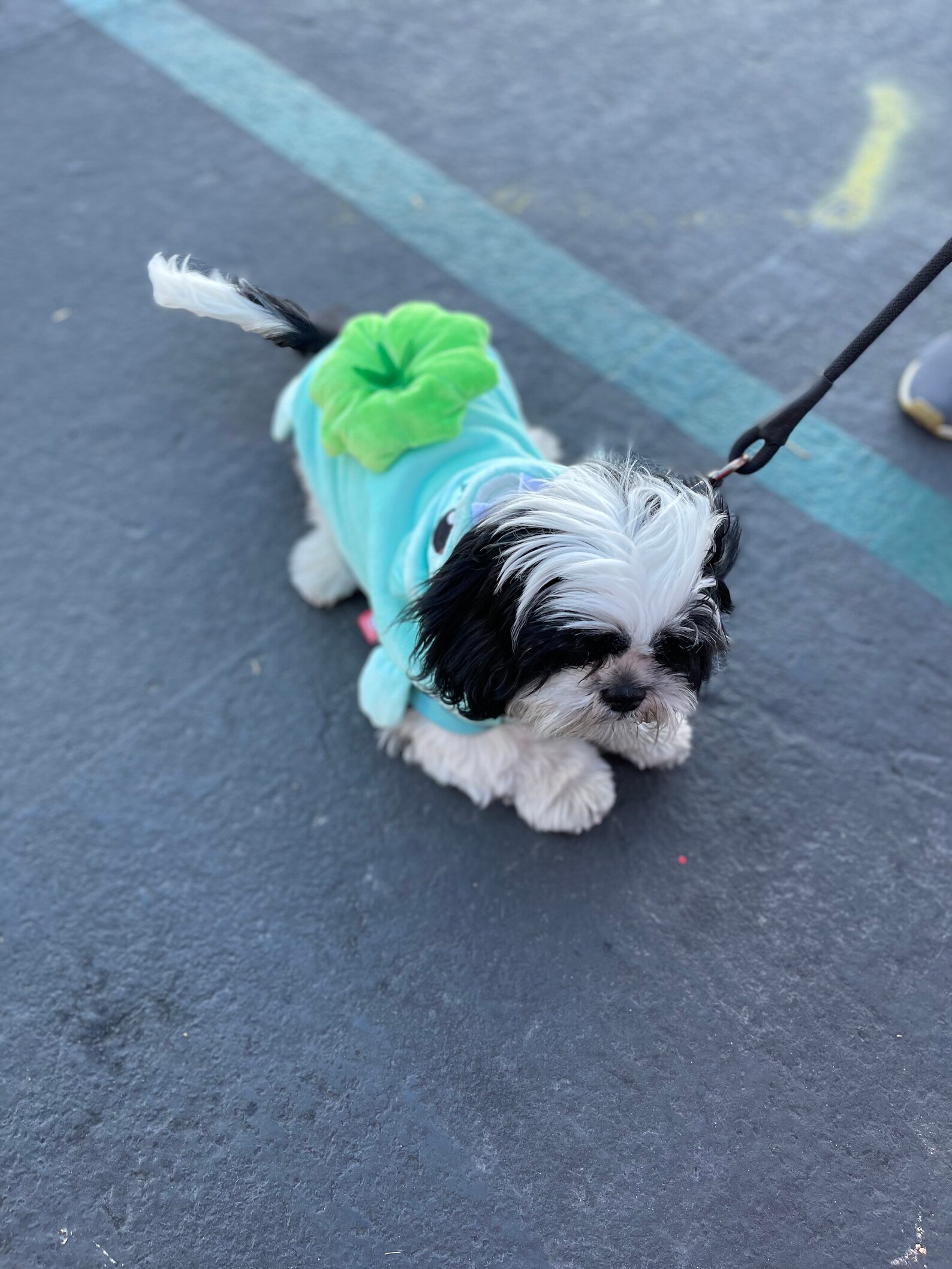 Bulbasaur Dog Costume Pokémon Outfit for Pets Anime Dog Etsy Canada