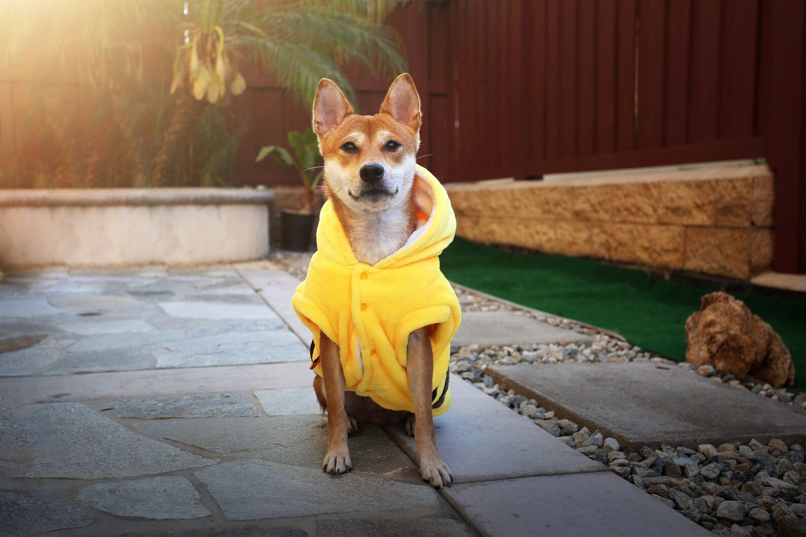 Pikachu Hund Kostüm Pokémon Outfit für Haustiere Anime Dog | Etsy