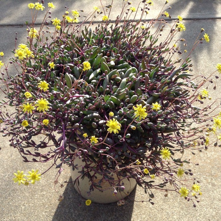 string of ruby plant care