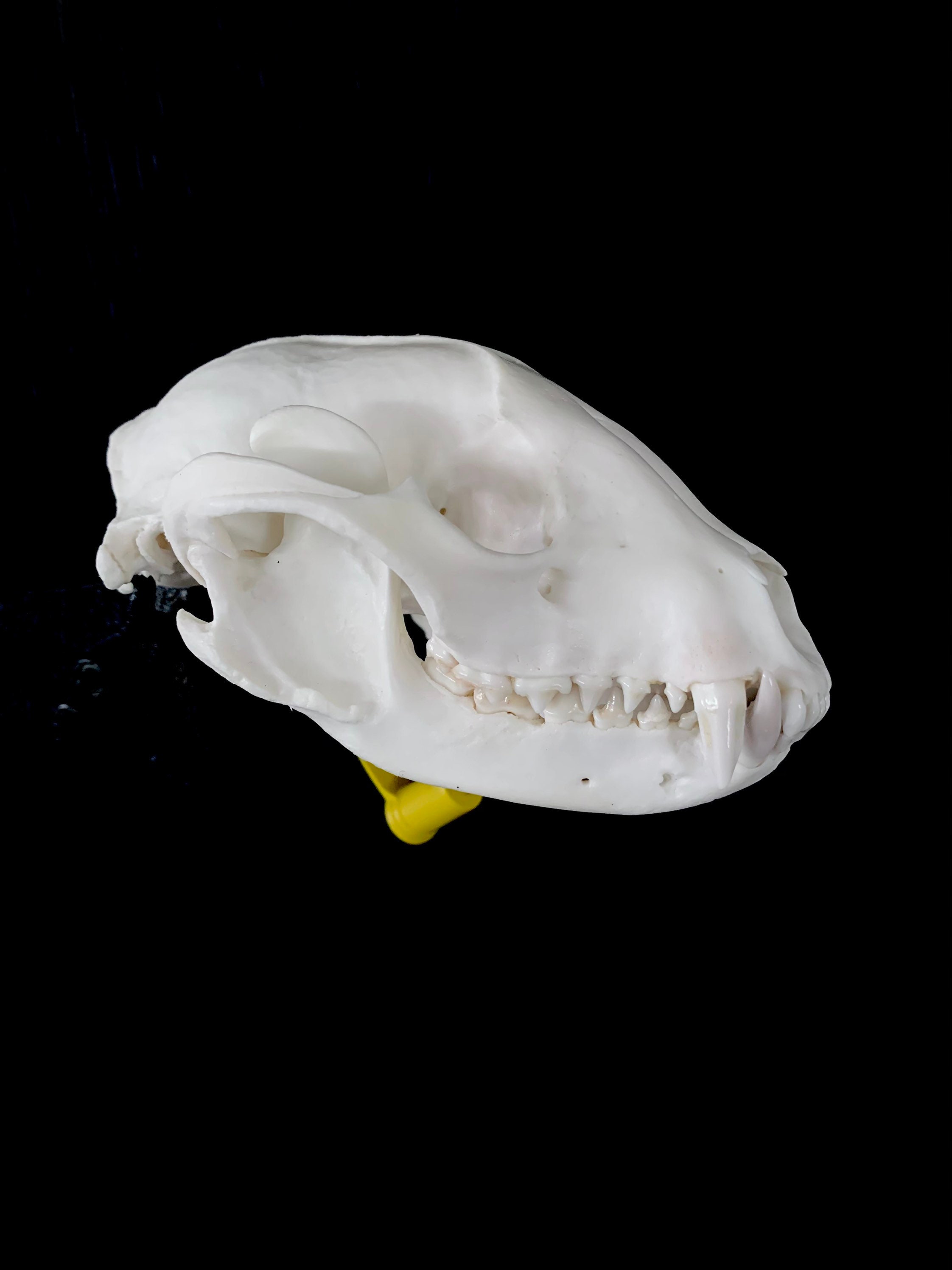 Raccoon Skull - Etsy